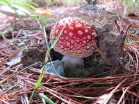 IMG_5177 v (2).webp