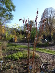 P1050735.JPG
