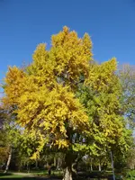 P1050685Ginko.webp