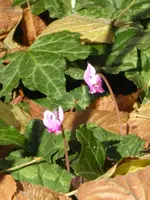 P1050692Alpenveilchen.webp
