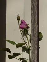 P1050696Kletterrose Azubis.webp