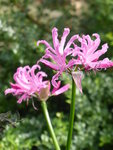 P1050705Nerine.JPG