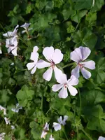 P1050706Efeeupelargonie.webp