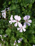 P1050706Efeeupelargonie.JPG