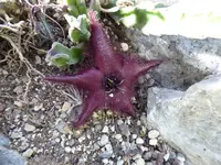 P1050708Stapelie Aasblume.webp