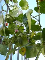 P1050715Tamarillo.webp