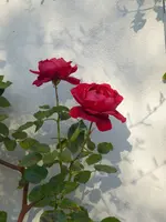 P1050720Kletterrose Sympathie.webp