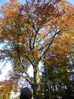 P1050726Blutbuche.webp