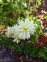 P1050755Chrysantheme.webp