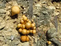 2015_04_29Pilze (28) v.webp