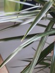 IMG_3199.JPEG