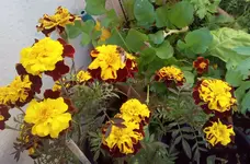 IMG_20211109_143717_278.webp