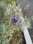 P1050768Lavendel.JPG