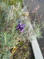 P1050768Lavendel.webp