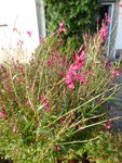 P1050770Gaura.JPG