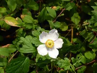 P1050771Herbstanemone.webp