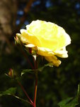 P1050773Lucia.JPG