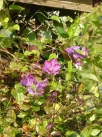 P1050787Clematis.webp