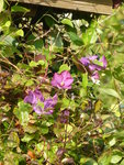 P1050787Clematis.JPG