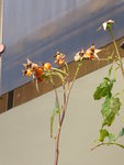 P1050799Hagebutte Westerland.JPG