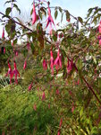 P1050802Fuchsie.JPG