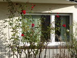 P1050803rote Hausrose.JPG