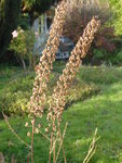 P1050806Silberkerze Samenstand.JPG