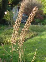 P1050806Silberkerze Samenstand.webp