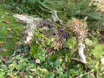 P1050811Stuppen.JPG