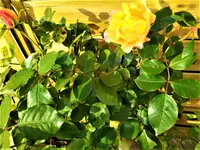 IMG_20211110_094436_1.webp