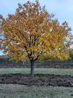 IMG_20211103_162144.webp