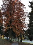 IMG_20211106_153816.jpg