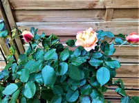 IMG_20211115_130339_1.webp