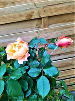 IMG_20211115_130356_3.webp