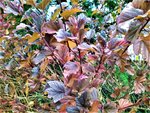 IMG_20211115_131005_1.jpg