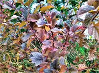IMG_20211115_131005_1.webp