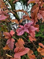 IMG_20211115_131029_3.webp