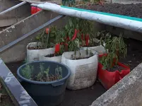 HPIM4298[1].webp