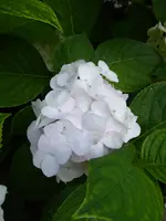P1040849.webp