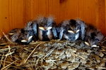 Schwalbenbabys-00877.JPG