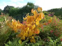 P1050423Zaubernuss.webp