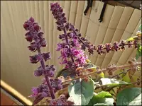 c068.webp