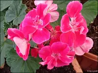 c069.webp