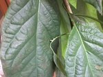 E7A367C5-CC0D-4DBA-8CA7-8DE17595623D.jpeg