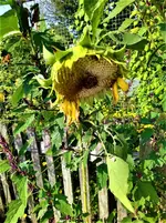 IMG_20210907_153758_1.webp