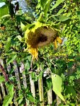 IMG_20210907_153758_1.jpg