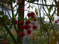 DSC02180.webp