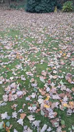 wald2.webp