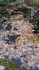 teich2.webp
