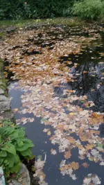 teich1.webp